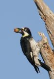 Acorn Woodpecker, male
