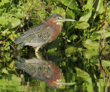 Green Heron