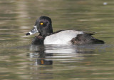 Ring-necked Duck, male