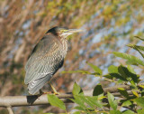 Green Heron, juvenile