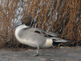 Northern Pintail, male