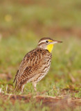 Western Meadowlark