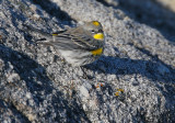 Yellow-rumped Warbler, Audubons, playing shorebird