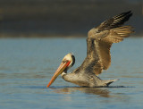 Brown Pelican, breeding plumage
