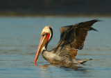 Brown Pelican, breeding plumage