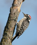 Nuttalls Woodpecker, male