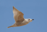 Glaucous-winged Gull, first winter flying