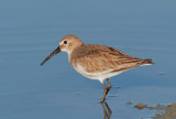 Dunlin