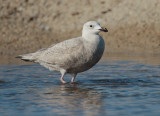 Glaucous-winged Gull, first winter