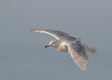 Glaucous-winged Gull, third winter