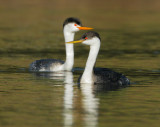 Western and Clarks Grebes