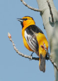 Bullocks Oriole, male