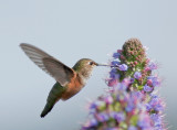 Rufous or Allens Hummingbird, female