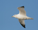 Ring-billed Gull, second winter