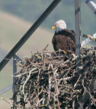Bald Eagle, on nest
