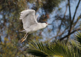 Black-crowned Night-Heron, flying