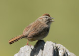Rufous-crowned Sparrow, singing male