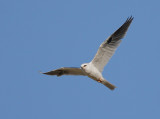 White-tailed Kite, flying