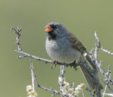 Black-chinned Sparrow, male singing