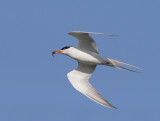 Forsters Tern, carrying fish