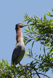 Green Heron