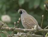 California Quail, male