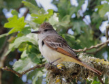 Ash-throated Flycatcher