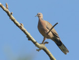 Spotted Dove