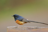 White-rumped Shama, male