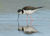 Black-necked Stilt, female