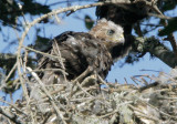 Coopers Hawk, nestling