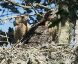 Coopers Hawks, adult and nestling