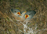 American Dippers, nestlings