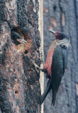 Lewiss Woodpeckers, adult feeding second nestling