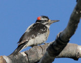 Hairy Woodpeckers