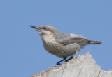 Pygmy Nuthatch