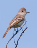 Ash-throated Flycatcher, singing male