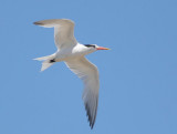 Elegant Tern