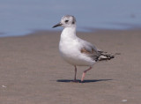 Bonaparte's Gull, in first pre-basic molt