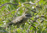 Pheucticus Grosbeak