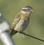 Pheucticus Grosbeak