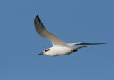 Forsters Tern, winter plumage