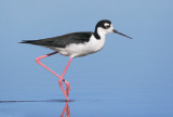 Black-necked Stilt, male