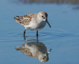 Western Sandpiper, juvenile