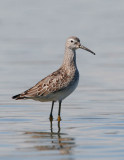 Stilt Sandpiper, juvenile