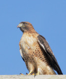 Red-tailed Hawk
