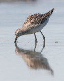 Stilt Sandpiper, juvenile