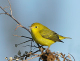 Yellow Warbler, female