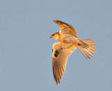 White-tailed Kite, juvenile, at sunset