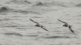 Bullers Shearwaters